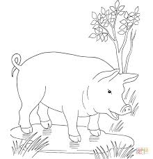Dibujo de Cerdo en el Chiquero para colorear | Dibujos para colorear  imprimir gratis