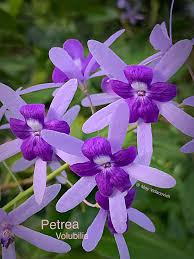 Image result for Petrea volubilis