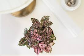 Maybe you would like to learn more about one of these? Pesona 8 Tanaman Hias Daun Berwarna Warni Untuk Kenyamanan Kamar Tidur Anda Salah Satunya Fittonia Ringtimes Banyuwangi
