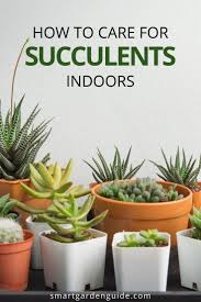 How To Care For Succulents Indoors Smart Garden Guide In 2020 Succulent Garden Indoor Succulent Care Succulent Gardening