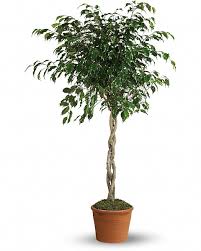 Image result for Ficus