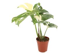 Due to the great demand for the monstera thai constellation, we need to take good control over our stock. Philodendron Monstera Thai Constellation Growjungle Nl