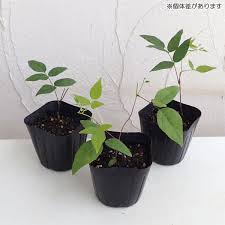 花も食べれる 栄養満点のアピオス ほど芋 を栽培 種芋の準備から植え付けまで 農農菜菜