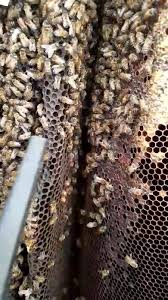 Pagesbusinesseslocal servicehome improvementpest control servicebugs or us pest control inc. Bugs Or Us Pest Control Maintenance Home Facebook