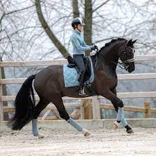 One of our favourite brands is equestrian stockholm. Elise Duke L 44k On Instagram Beautiful Steel Blue From Esstockholm Horsesofinstagr Horses Dressage Horses Horse Love