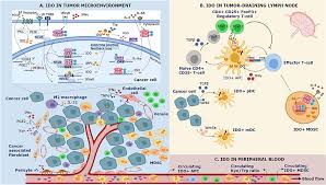 Read more reviews at surecritic. Frontiers Ido Expression In Cancer Different Compartment Different Functionality Immunology