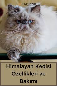 himalayan kedisi ozellikleri ve bakimi siyam kedileri kedi iran kedisi