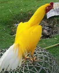 Pin On Roosters