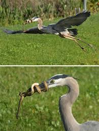 Officedepot.com this design this guy photoshops himself into. 58 Of The Funniest Animal Fails Ever Bored Panda