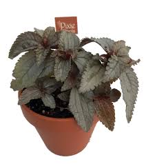 Image result for Pilea johnstonii