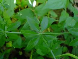 Image result for Galium stenophyllum