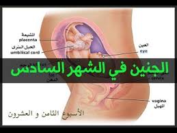 المراة الحامل في الشهر السادس افضل كيف