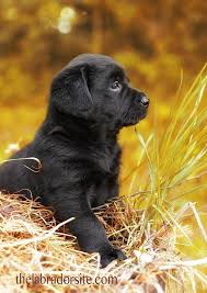 6 Week Black And White Pitbull Puppy Have A Happy Puppy Or Dog With These Ideas Want Additional Info Click On The Image Dogcareideas Lab Puppies Puppies Black Lab Puppies
