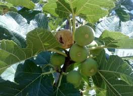 Do you have a fig tree in your yard? Fig Mosaic Virus Looms In Estahban Financial Tribune