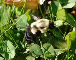 The greatest difference is their social structure. Bees Backyard And Beyond