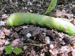 Cecropia moth caterpillars are quite large, measuring up to 4.5 inches. Sphinx Moth Caterpillars Green Giants In Wandering Stage Friends Of The Mississippi River