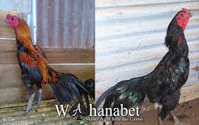 Ciri Ayam Pama Mata Katak Memiliki Keunikan Dibagian Matanya Yang Berwarna Hitam Dan Lebar Hampir Seluruh Bola Mata Ayam Berwarna Hitam Seperti Mata Katak Jalak