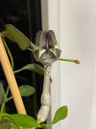 Image result for Ceropegia nilotica