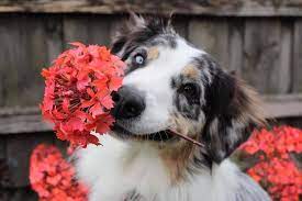This mission is reflected in the skill and compassion our doctors and staff use when handling and treating. Valley Cottage Animal Hospital Home Facebook