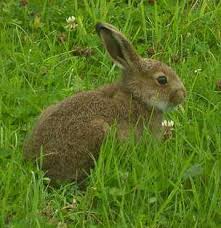 deter rabbits from the vegetable garden
