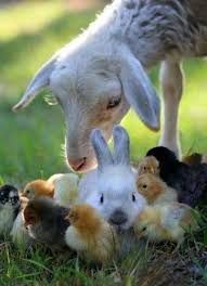Happy Easter Baby Animals Animals Baby Animals Cute Baby Animals