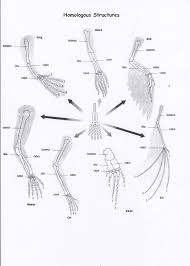 Evolutionaos 5 Evidence For Evolution Science Teaching Resources Biology Lessons Biology Classroom