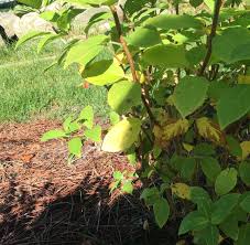 Check spelling or type a new query. New Limelight Leaves Turning Yellow Brown 411813 Ask Extension