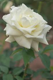 Brenda Jean Paulk Obituary (2024)