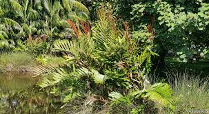 Image result for Acrostichum aureum