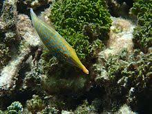 Maybe you would like to learn more about one of these? Orange Spotted Filefish Wikipedia
