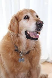 They kill a lot of tiny pests that infest homes. Household Dangers For Pets South Cranbourne Veterinary Surgery
