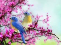 Spring Bluebirds - Birds & Animals Background Wallpapers on ...