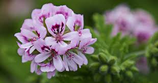 Image result for Pelargonium domesticum round-leaved bushy