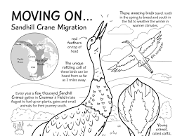 Type in your own numbers in the form to convert the units! Sandhill Crane Coloring Page By Sara Lynn Cramb On Dribbble