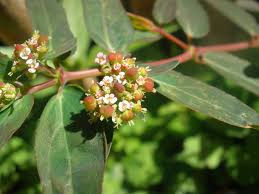 Image result for Euphorbia hypericifolia