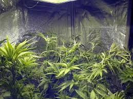 As a result, lst gives you bigger yields without changing your setup! Cannabis Low Stress Training Lst Tutorial Grow Weed Easy