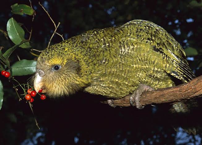 Kākāpō: New Zealand's Endangered, Flightless Parrot | DinoAnimals.com