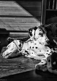 Black And White Spotted Long Haired Dog Tessa Alice Niece And Aunt Enjoying The Warmth Of The Sun Dalmata Mascotas Fotos