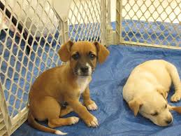 Fees are judged by age of dog. 05 25 15 Please Share To Rescues We Need Serious Help Here In Rocky Mount Nc Just Puppies Foster Dog Adoption Cute Animals Animals Friends