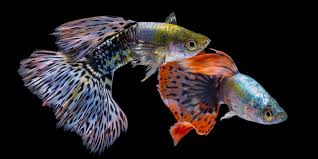 Corak pada ikan guppy mosaic ini susunannya selalu rapi yaitu antara warna biru dengan kuning maupun merah dengan biru tua. Beda Karakter Ikan Hias Cupang Dan Guppy