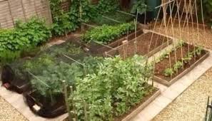 45 Ide Inspiratif Taman Dengan Tanaman Sayuran Ide Berkebun Kebun Sayur Perkebunan Sayur
