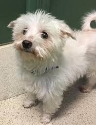 Tiny teacup yorkies, teacup pomeranians, toy poodles, maltese, french bulldogs. Pets 566 Randall Road South Elgin Illinois 60177 224 856 5780