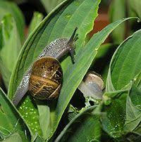 Jul 23, 2015 · when the slugs did appear, i sprayed them directly, and misted the entire plant, also used the stream setting to get the solution down the stems to the base of the hosta. Pin On Garden