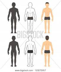Muscles chart description muscular body man. Male Body Chart Vector Photo Free Trial Bigstock