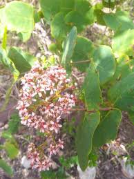 Image result for Heteropterys