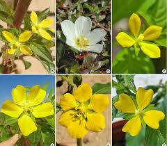 Image result for Ludwigia erecta
