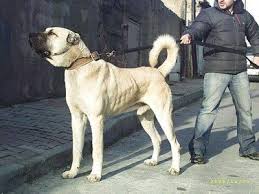 Turkish Kangal Kangal Dog Livestock Guardian Dog Dog Breeds