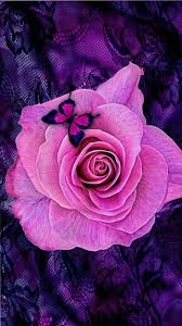 ƹӝʒ Sg33 Purple Flowers Wallpaper Lace Wallpaper Rose Wallpaper