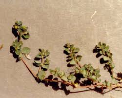 Image result for Euphorbia serpens