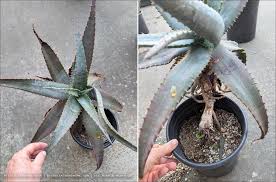 Image result for Aloe aculeata × globuligemma